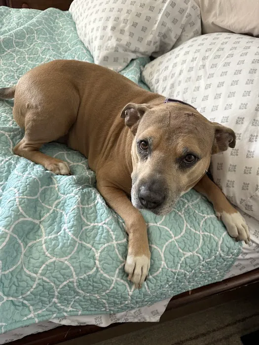 Ally Urgent Veterinary Care 6