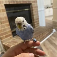 Beach Pet Hospital ico