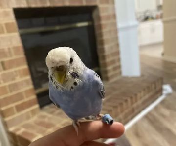 Beach Pet Hospital