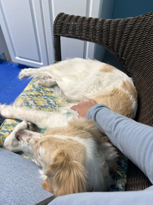 Beach Pet Hospital 12