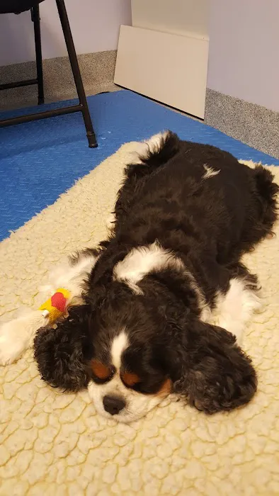 Beach Pet Hospital 12