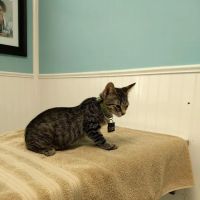 Great Neck Veterinary Clinic ico