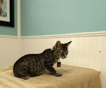 Great Neck Veterinary Clinic