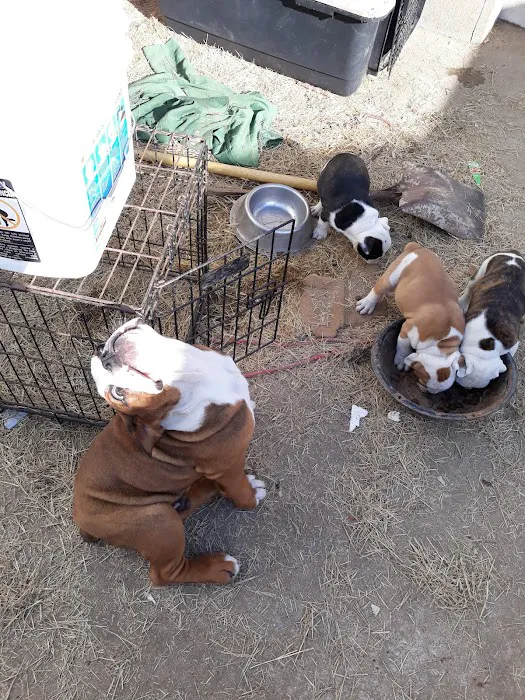 Shelbiana Animal Clinic 5