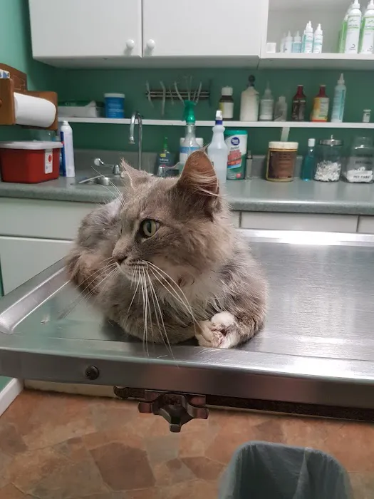 Animal House Veterinary Clinic 12