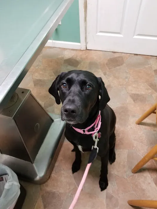 Animal House Veterinary Clinic 12