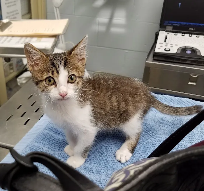 Vestridge Animal Clinic 12