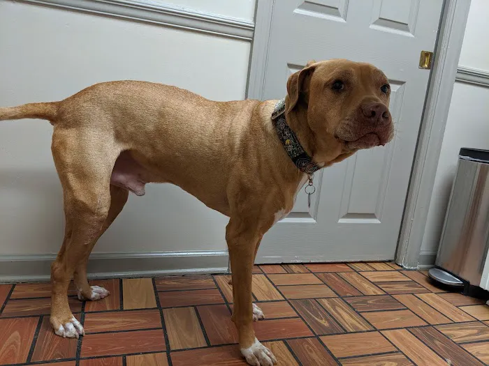 Vestavia Animal Clinic 2