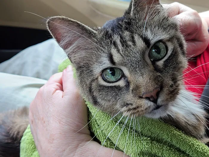 Vestavia Animal Clinic 9
