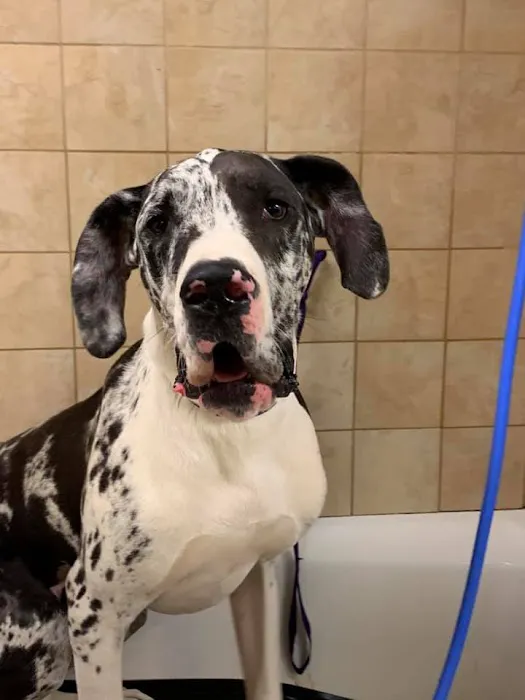 Vestavia Animal Clinic 4
