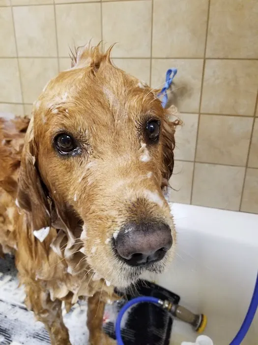 Vestavia Animal Clinic 3