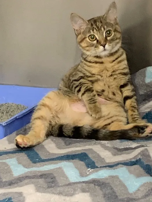 Vestavia Animal Clinic 8