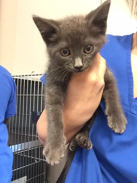 Vestavia Animal Clinic 5