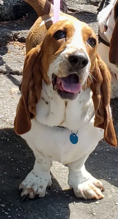 Britt Animal Hospital 12