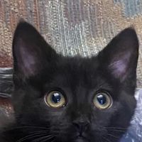 Britt Animal Hospital ico