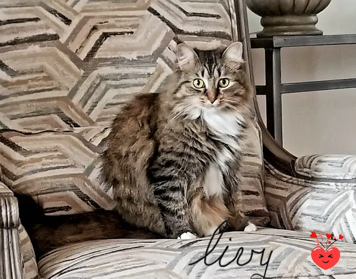Cahaba Mountain Brook Animal Clinic 9