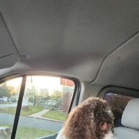 Cahaba Mountain Brook Animal Clinic ico