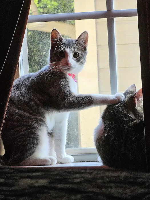 Metro Cat Clinic 12
