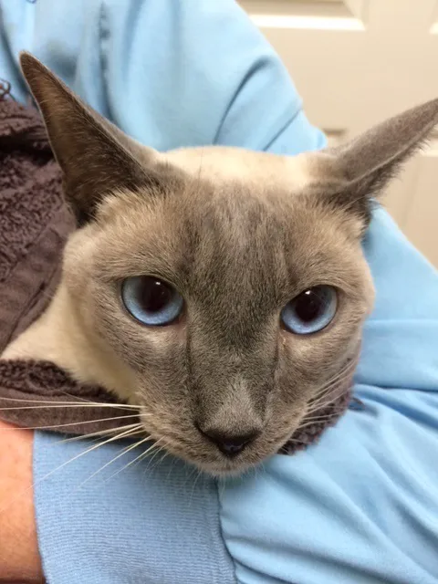 Metro Cat Clinic 12