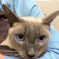 Metro Cat Clinic ico