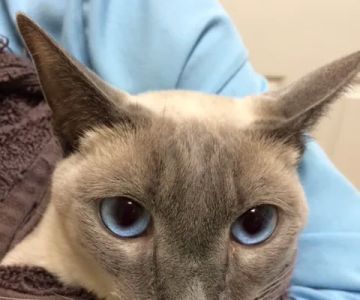 Metro Cat Clinic