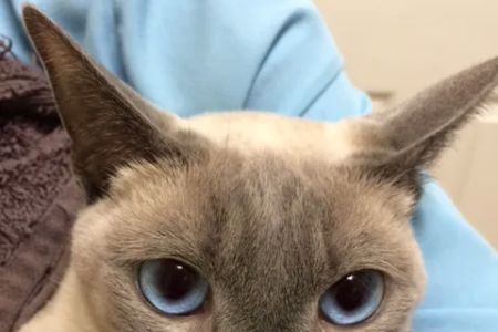 Metro Cat Clinic