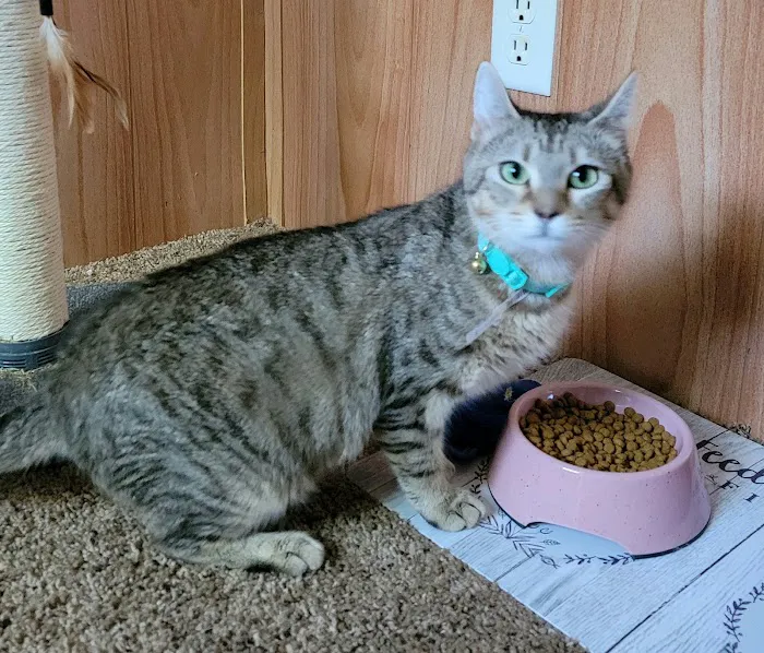 Metro Cat Clinic 12