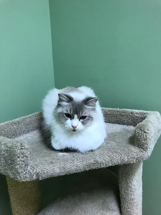 Metro Cat Clinic 12