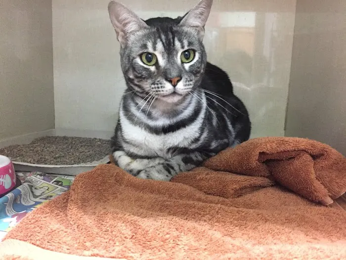 Metro Cat Clinic 12