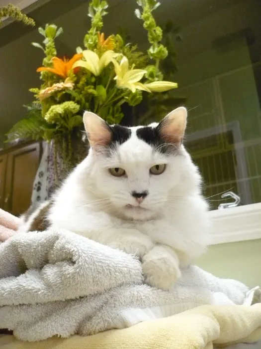 Metro Cat Clinic 12