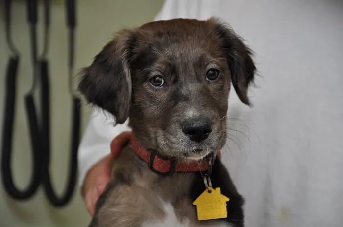 Oak View Animal Hospital 12