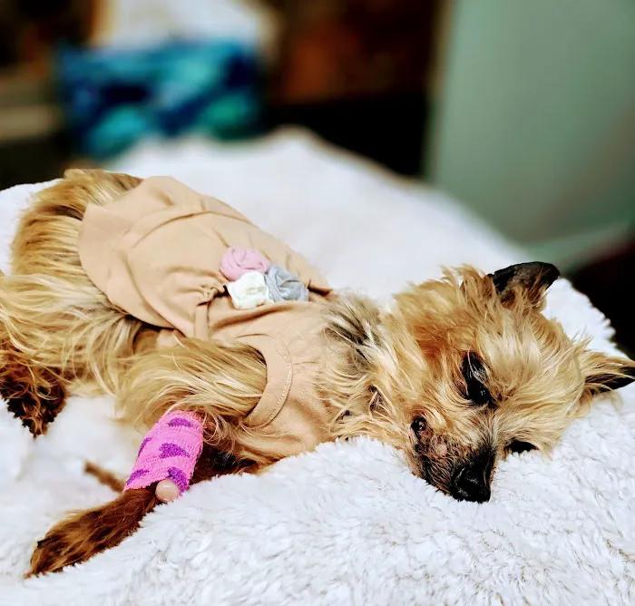 North Shelby County Animal Hospital 5
