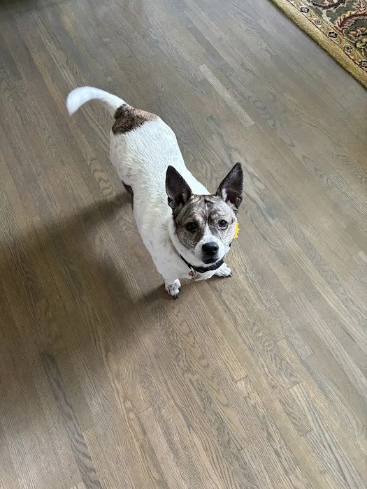 North Shelby County Animal Hospital 7