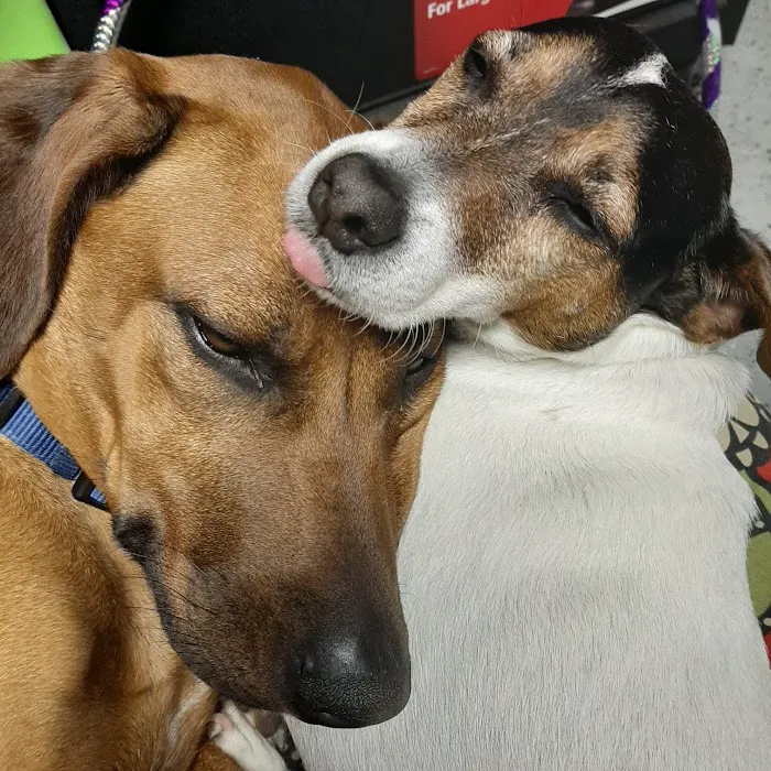 North Shelby County Animal Hospital 3