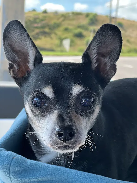 North Shelby County Animal Hospital 1