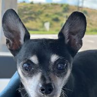 North Shelby County Animal Hospital ico