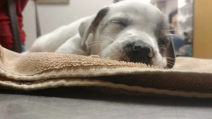 North Shelby County Animal Hospital 6
