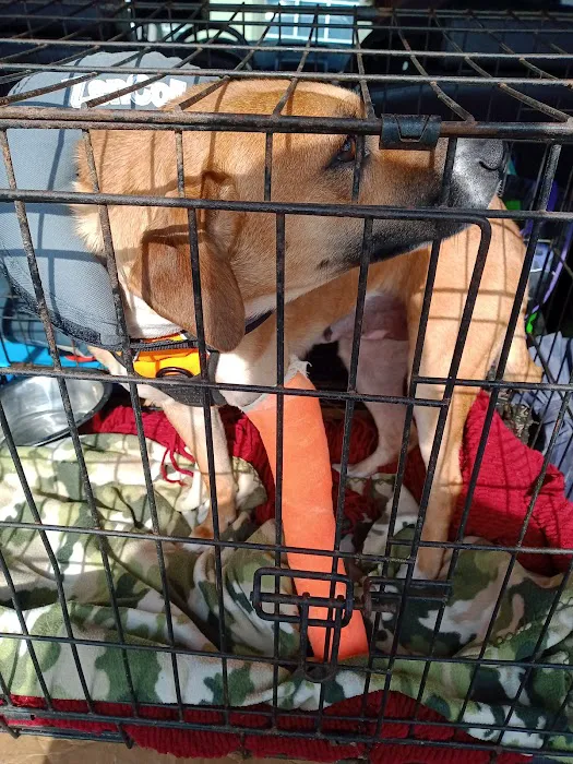 Galleria Animal Clinic 2