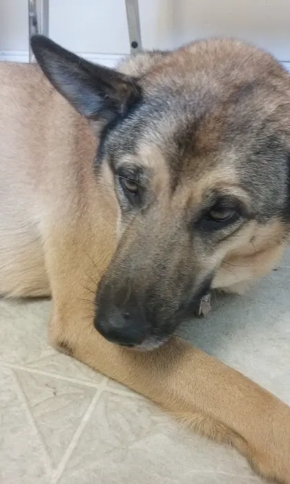 Pelham Animal Clinic 6