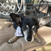 Pet Wellness Animal Hospital & Center ico