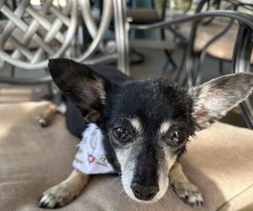 Pet Wellness Animal Hospital & Center