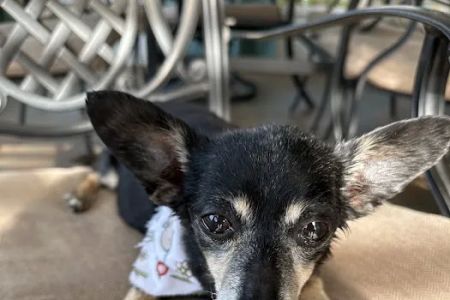 Pet Wellness Animal Hospital & Center