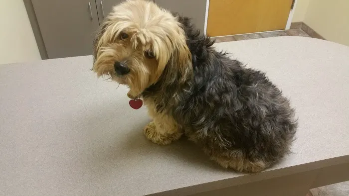 Pet Wellness Animal Hospital & Center 2
