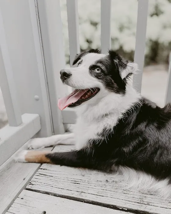 Pet Wellness Animal Hospital & Center 5