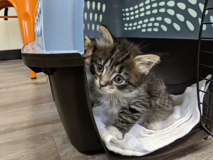 Griffin Animal Hospital 12