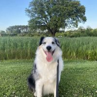 Griffin Animal Hospital ico