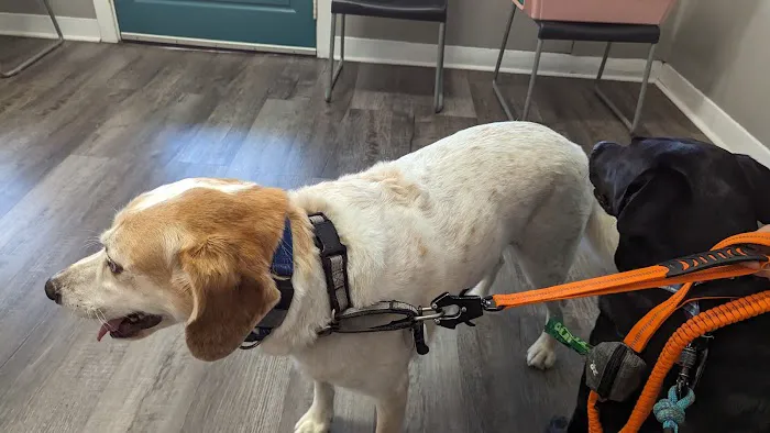 Five Points Animal Clinic 2