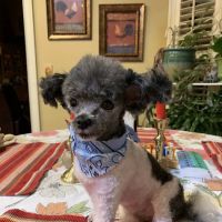 Rosewood Drive Animal Clinic ico
