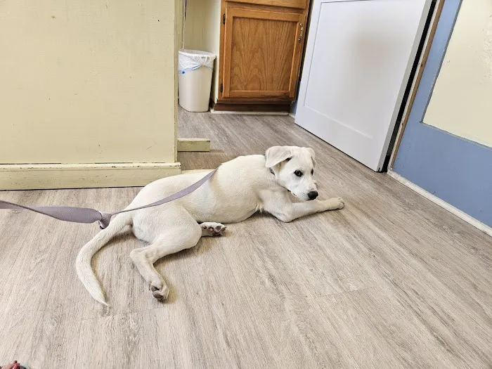 Rosewood Drive Animal Clinic 6