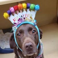 Cherokee Trail Veterinary Hospital ico